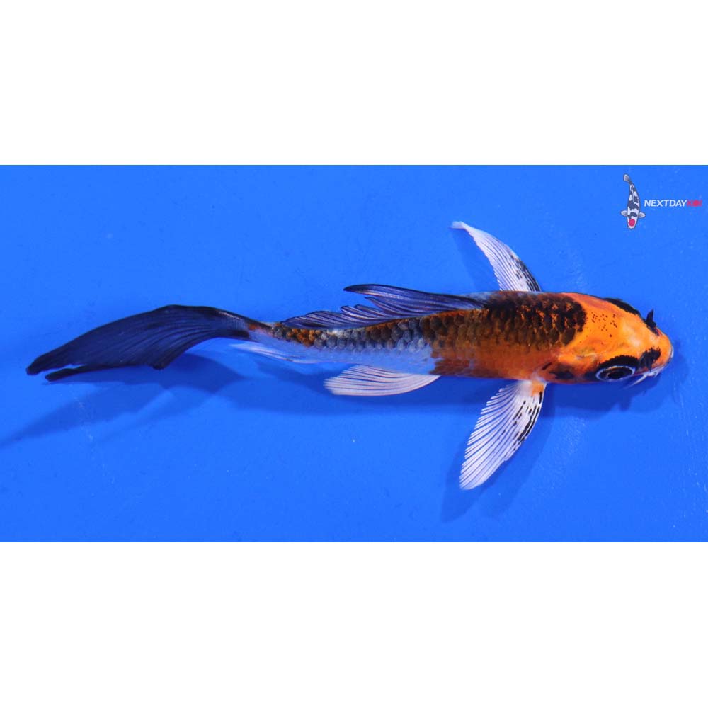 4” Imported Kujaku Butterfly Koi