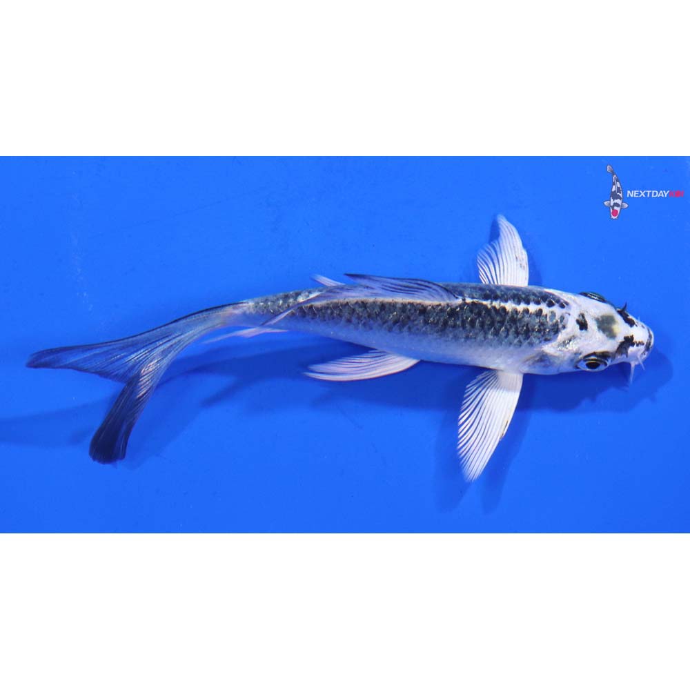 4” Imported Gin Matsuba Butterfly Koi