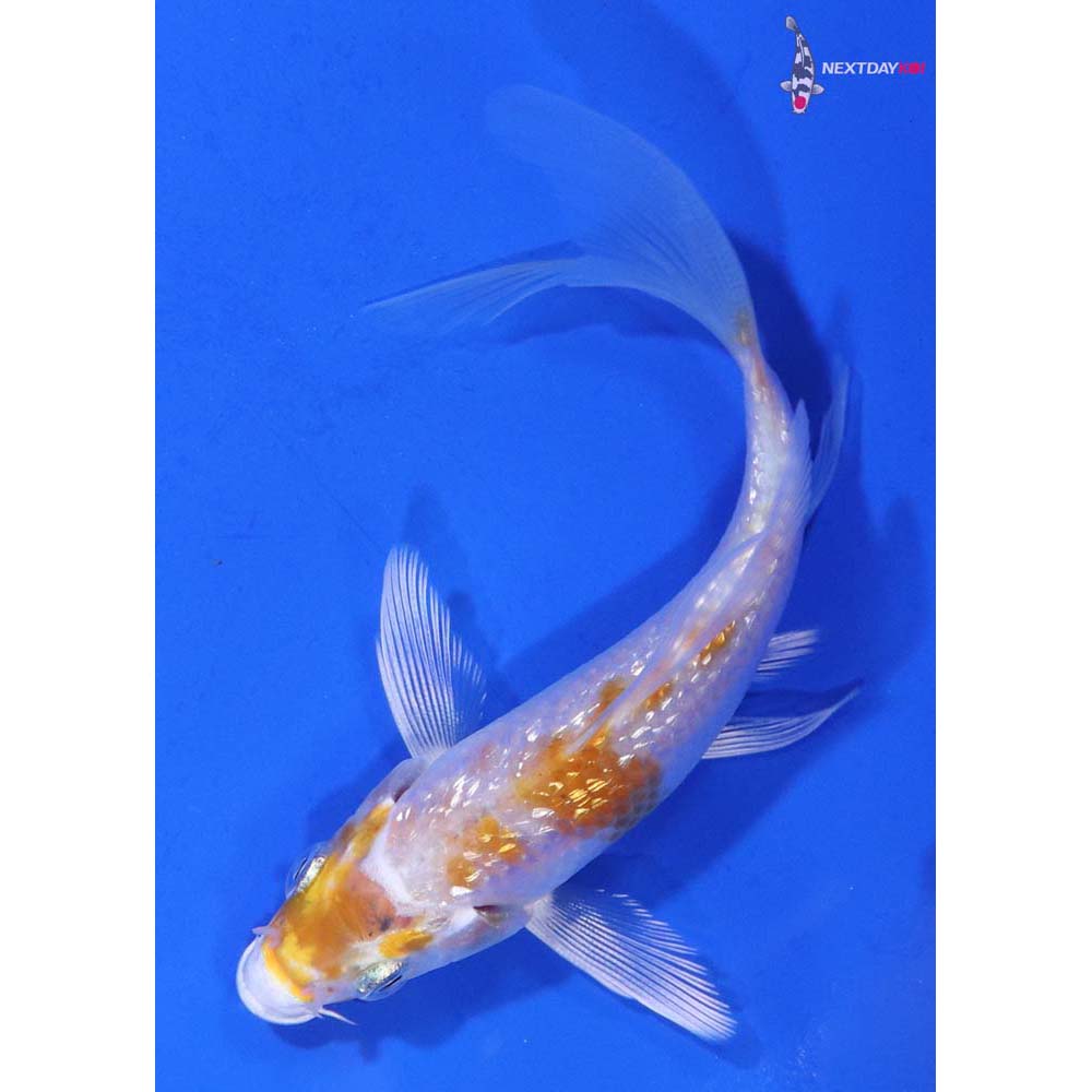 4” Imported Gin Rin Hariwake Butterfly Koi