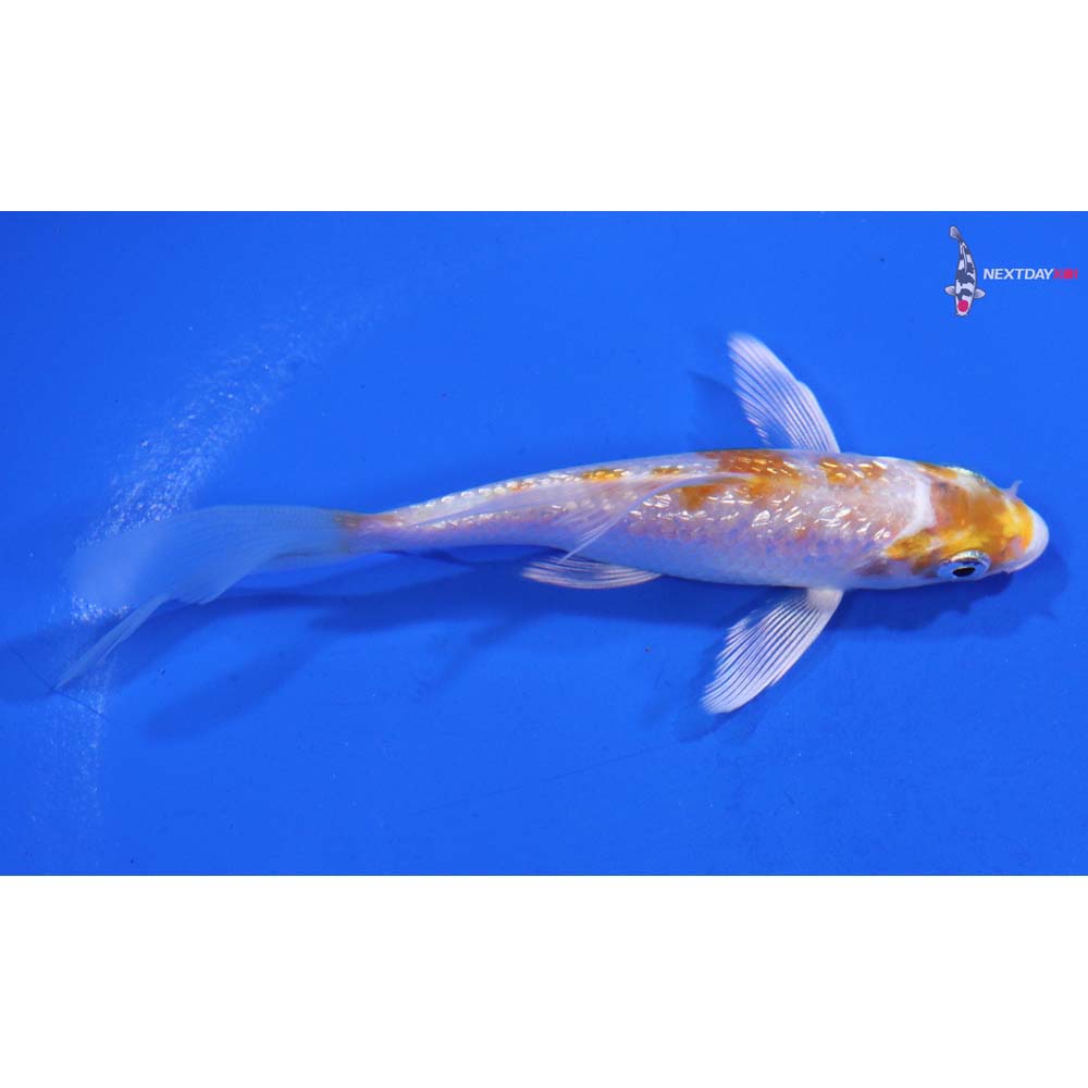4” Imported Gin Rin Hariwake Butterfly Koi