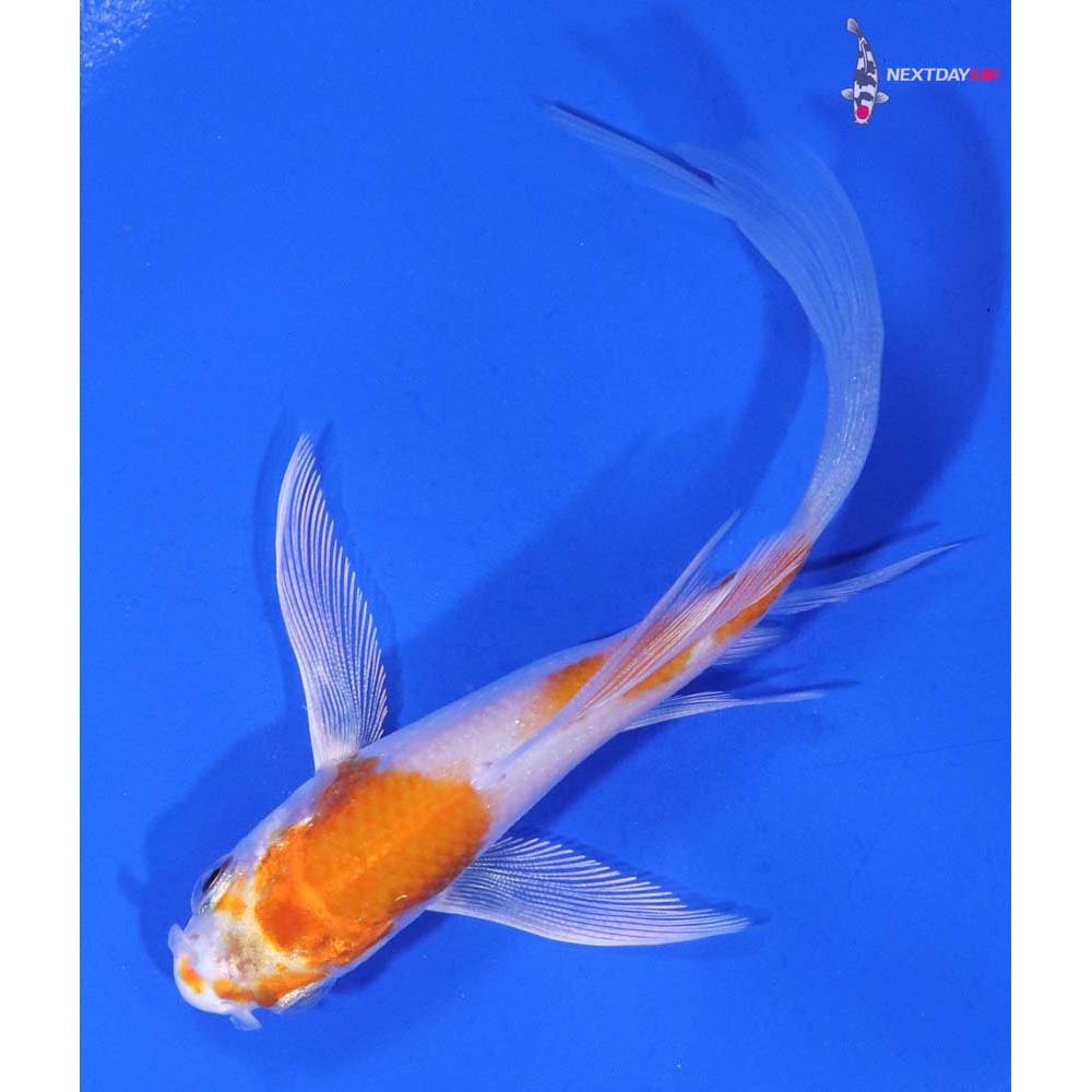 4” Imported Hariwake Butterfly Koi