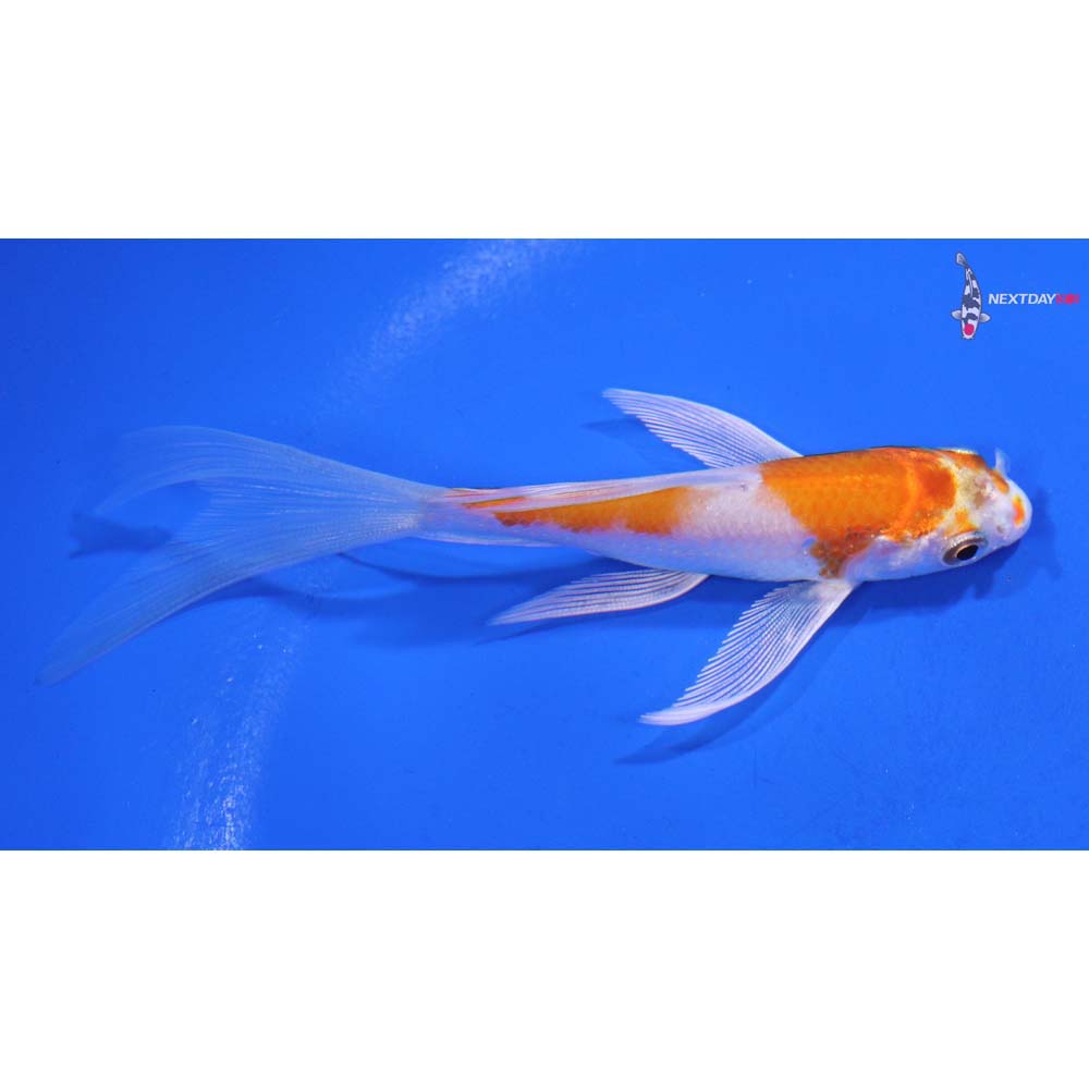4” Imported Hariwake Butterfly Koi