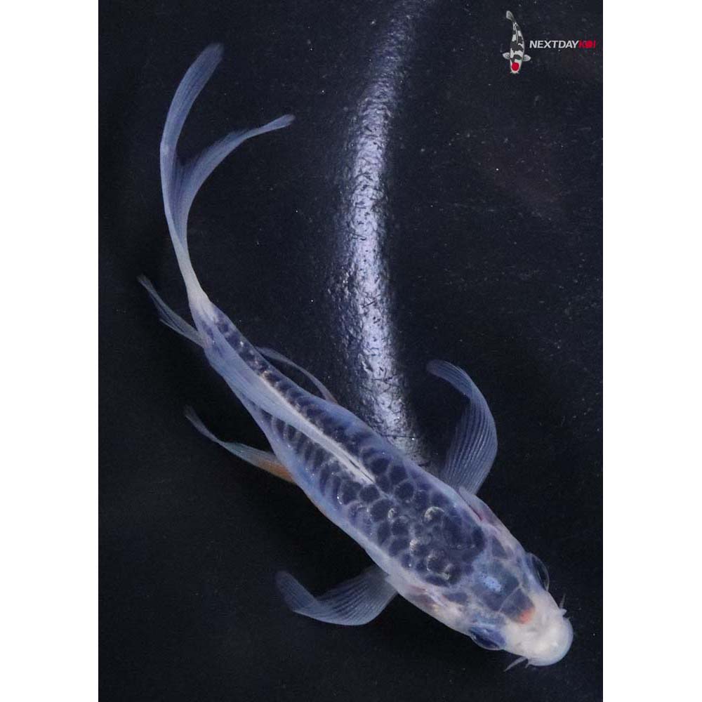 3.5” Imported Shusui Butterfly Koi