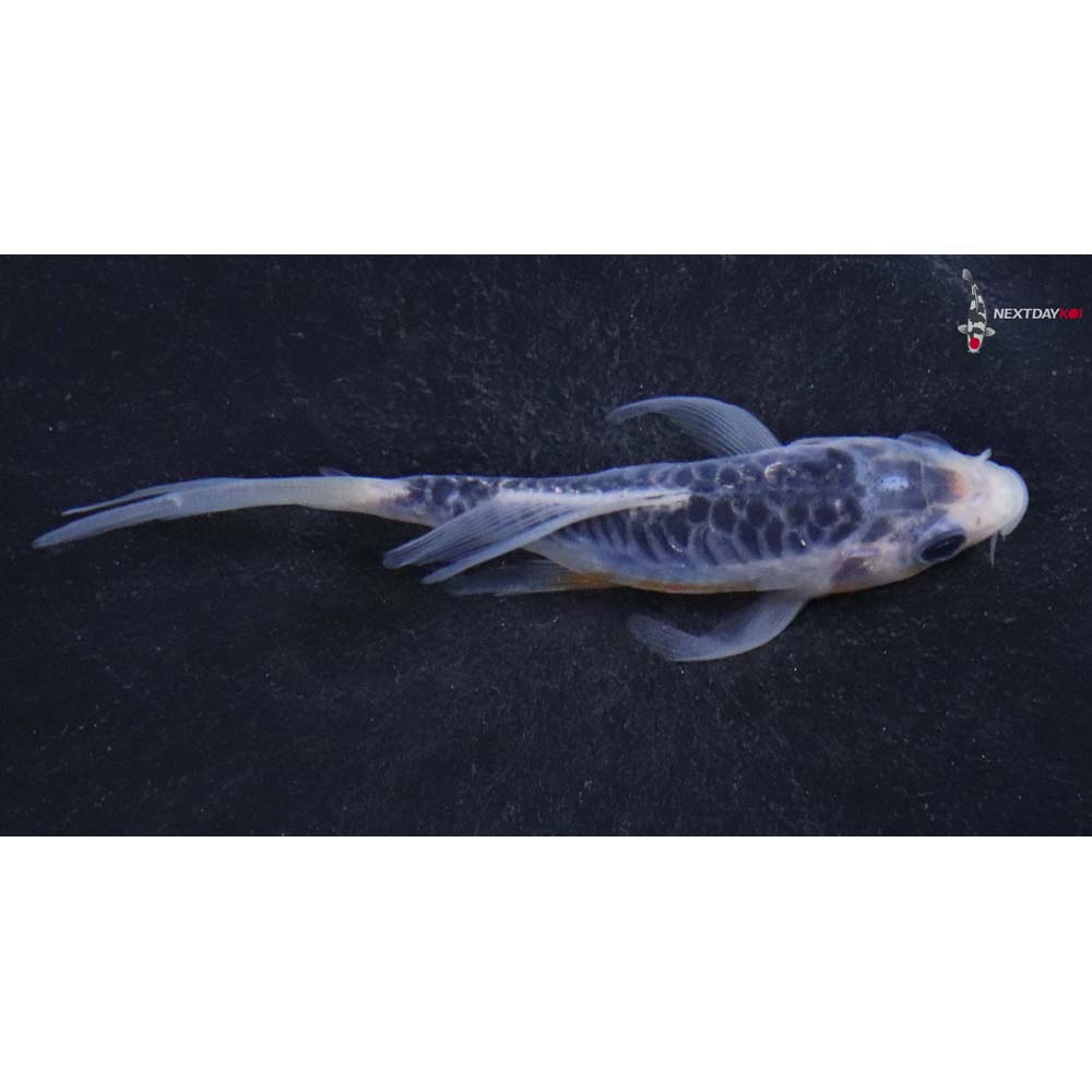3.5” Imported Shusui Butterfly Koi