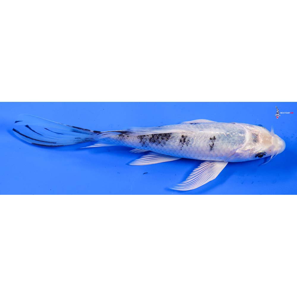 6” Imported Shiro Bekko Butterfly Koi