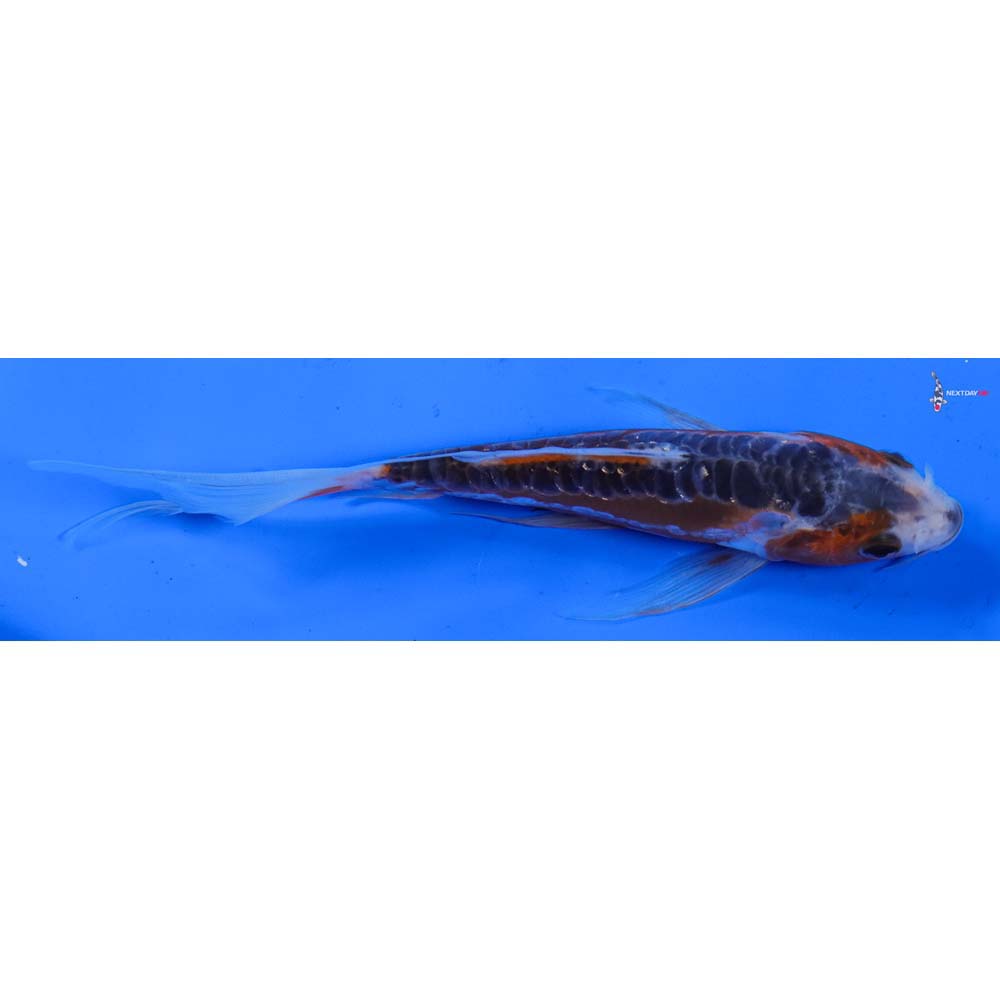 6” Imported Shusui Butterfly Koi