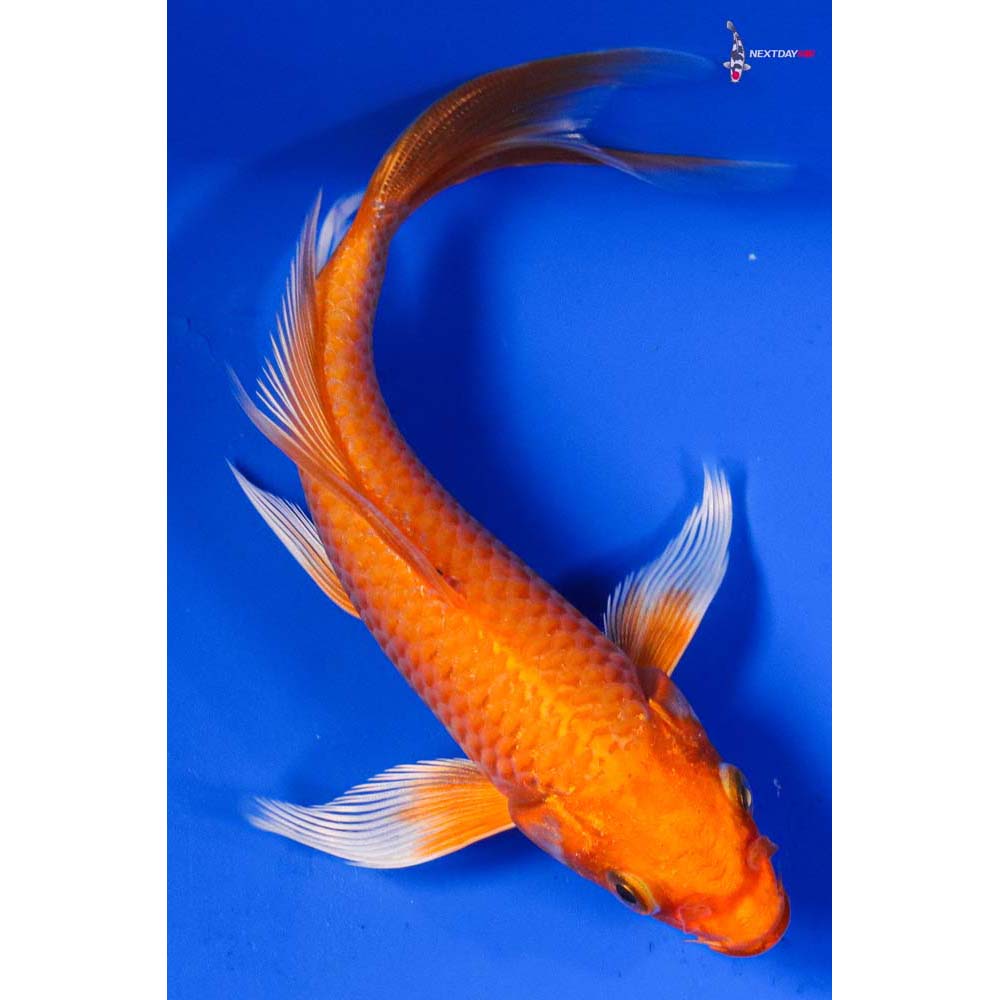 6” Imported Orenji Ogon Butterfly Koi