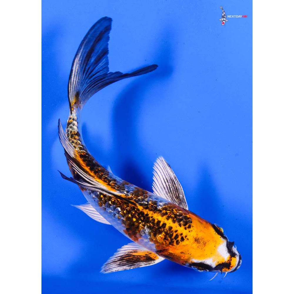 6” Imported Gin Rin Kujaku Butterfly Koi
