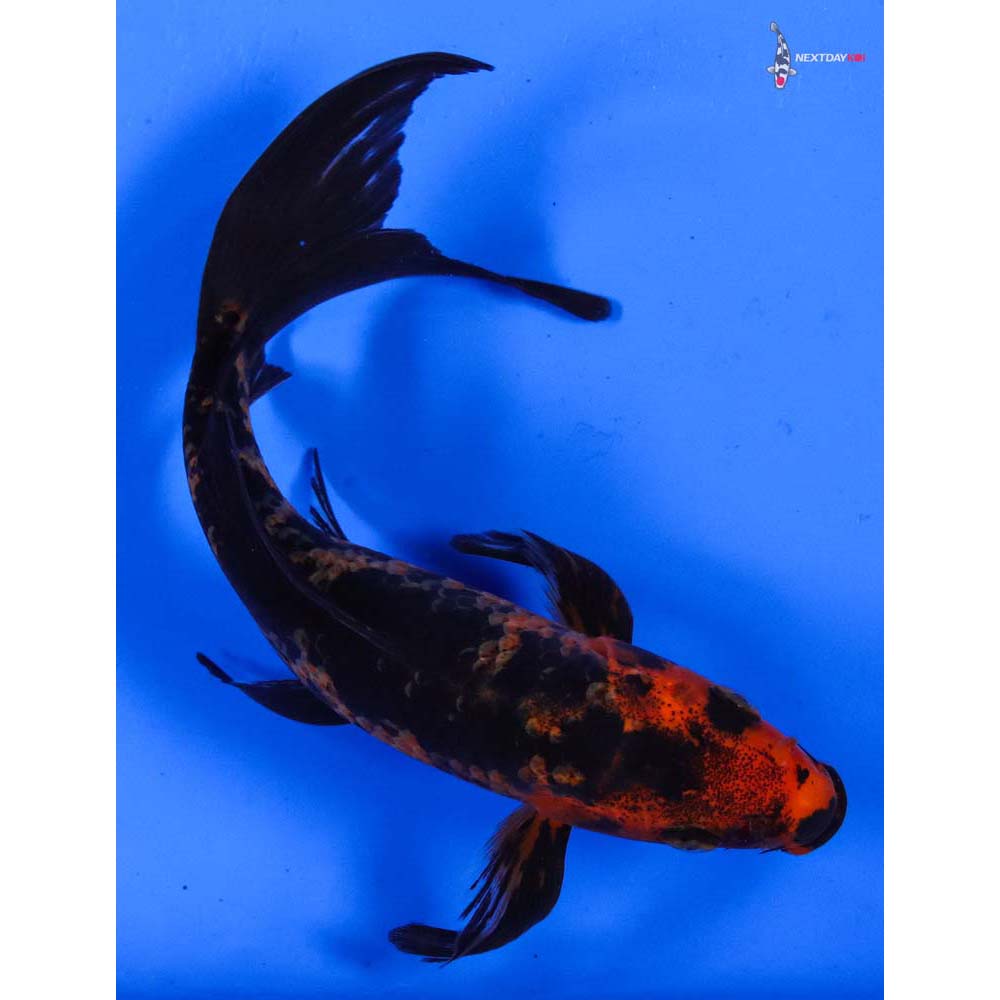 6.5” Imported Aka Bekko Butterfly Koi