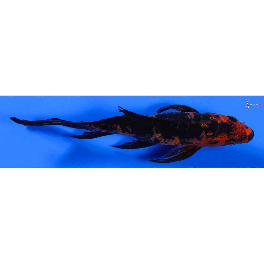 6.5” Imported Aka Bekko Butterfly Koi