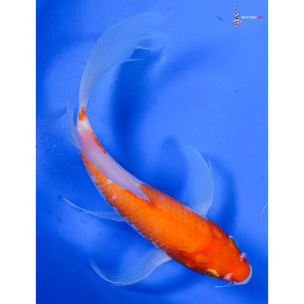6.5” Imported Kohaku Butterfly Koi