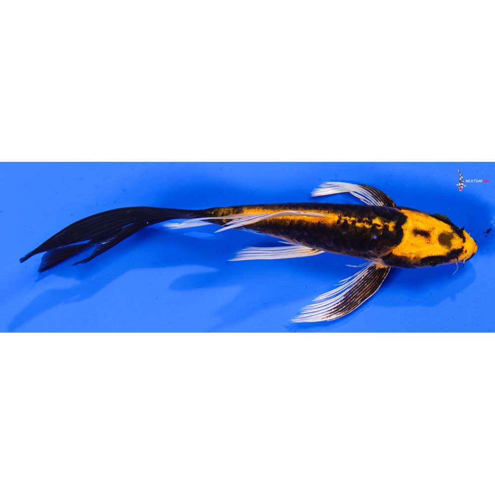 6.5” Imported Kin Kikokuryu Butterfly Koi