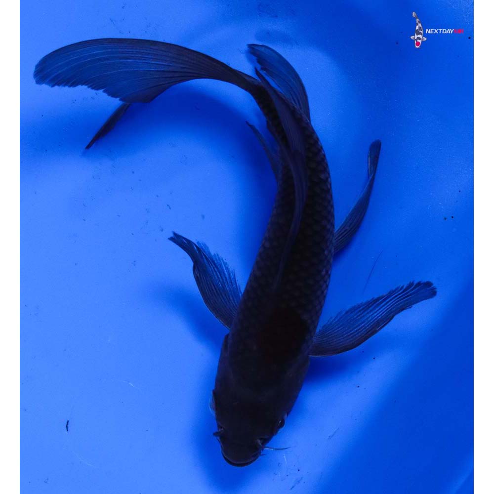 6.5” Imported Soragoi Butterfly Koi