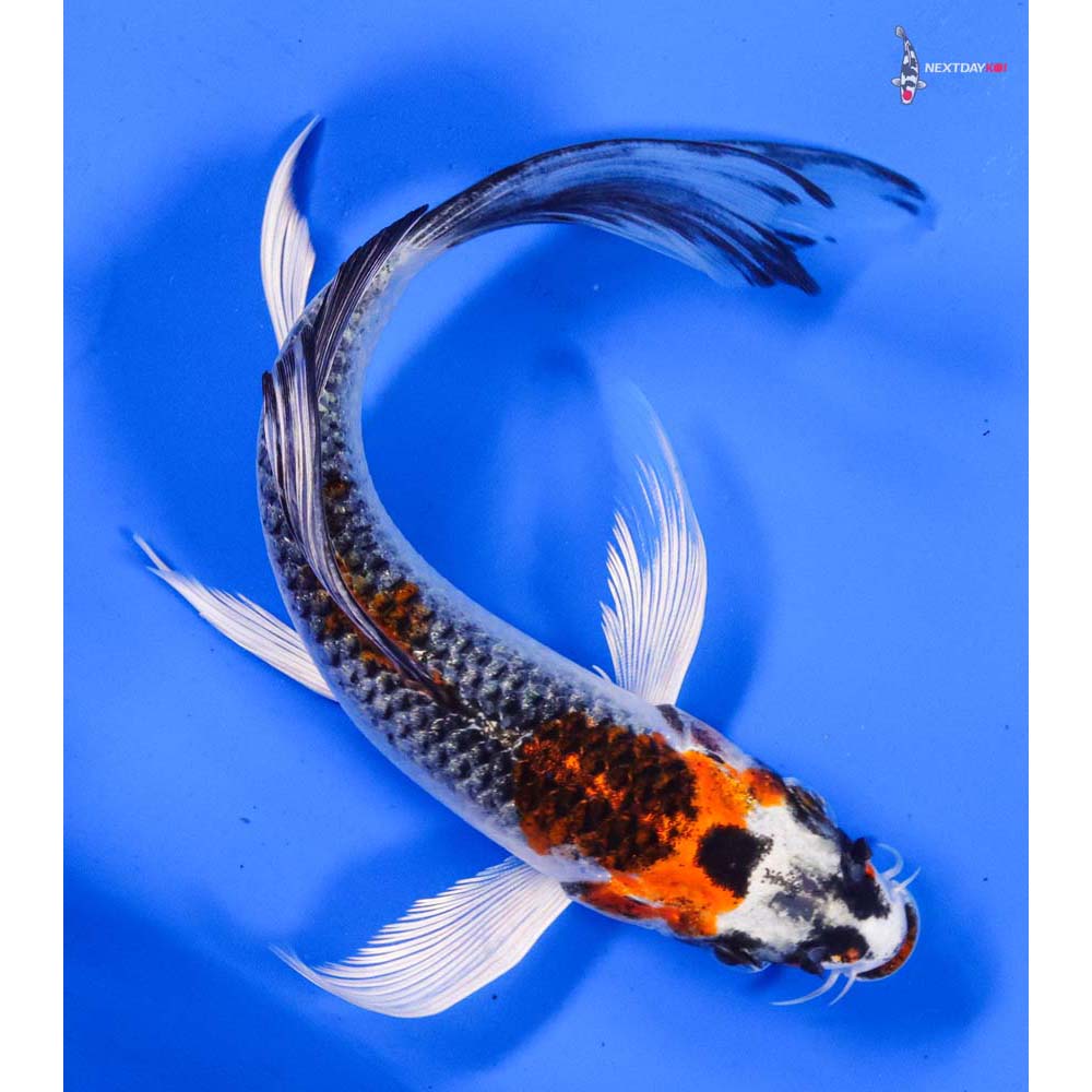 7” Imported Kujaku Butterfly Koi