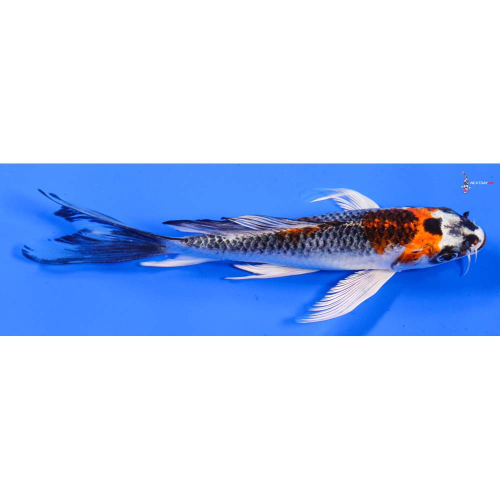 7” Imported Kujaku Butterfly Koi