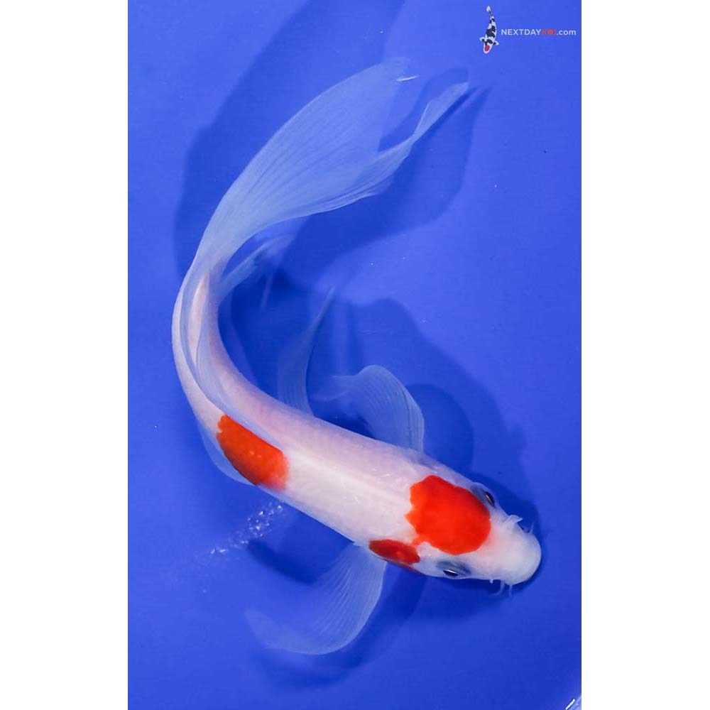 6” Imported Kohaku Butterfly Koi