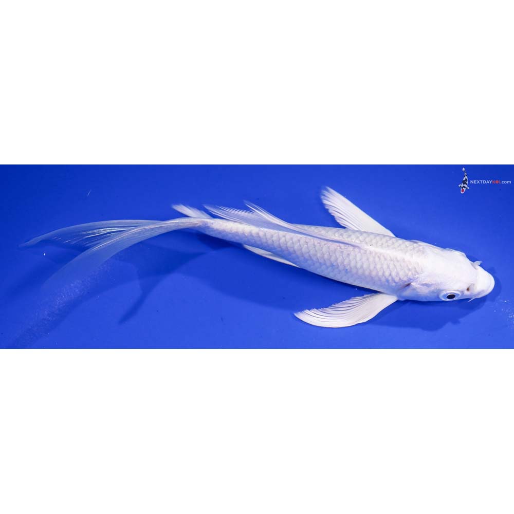 6.5” Imported Platinum Ogon Butterfly Koi