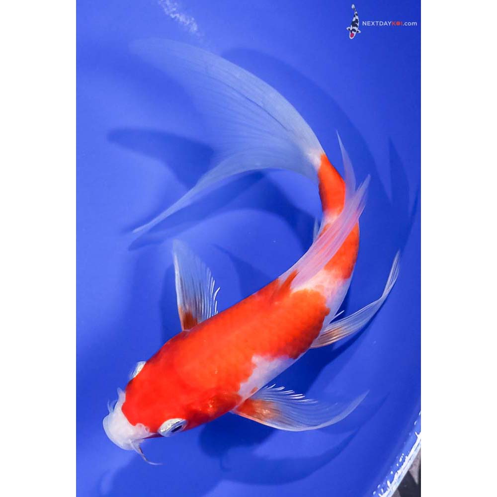 6.5” Imported Glass Fin Kohaku Butterfly Koi