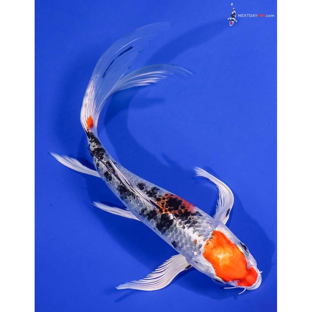 7” Imported Yamato Nishiki Butterfly Koi