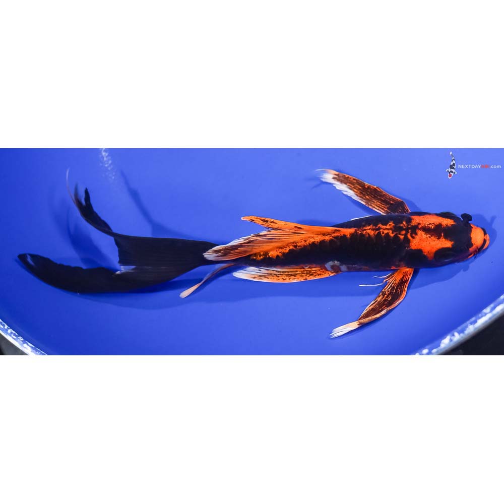7.5” Imported Kin Kikokuryu Butterfly Koi