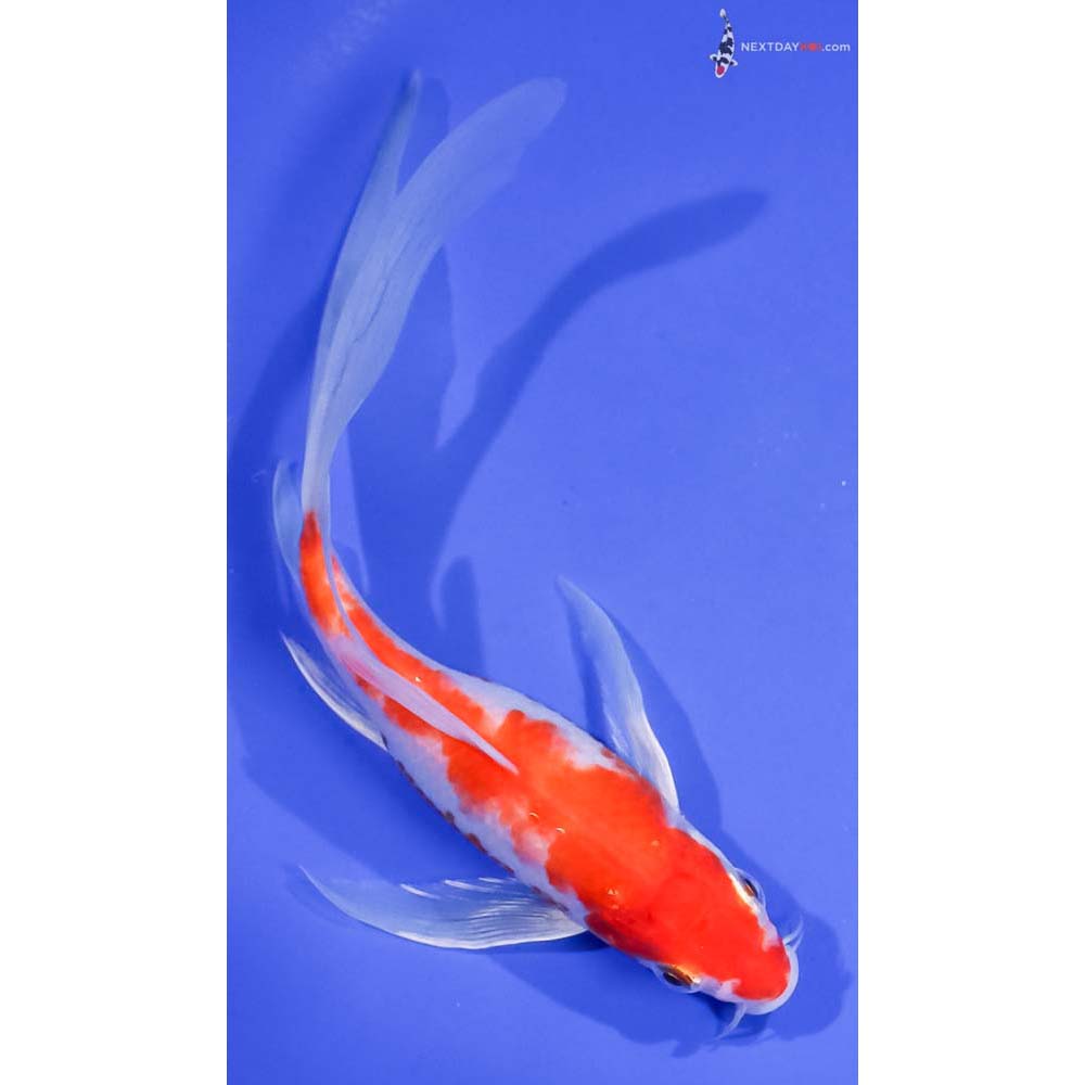 7.5” Imported Glass Fin Kohaku Butterfly Koi