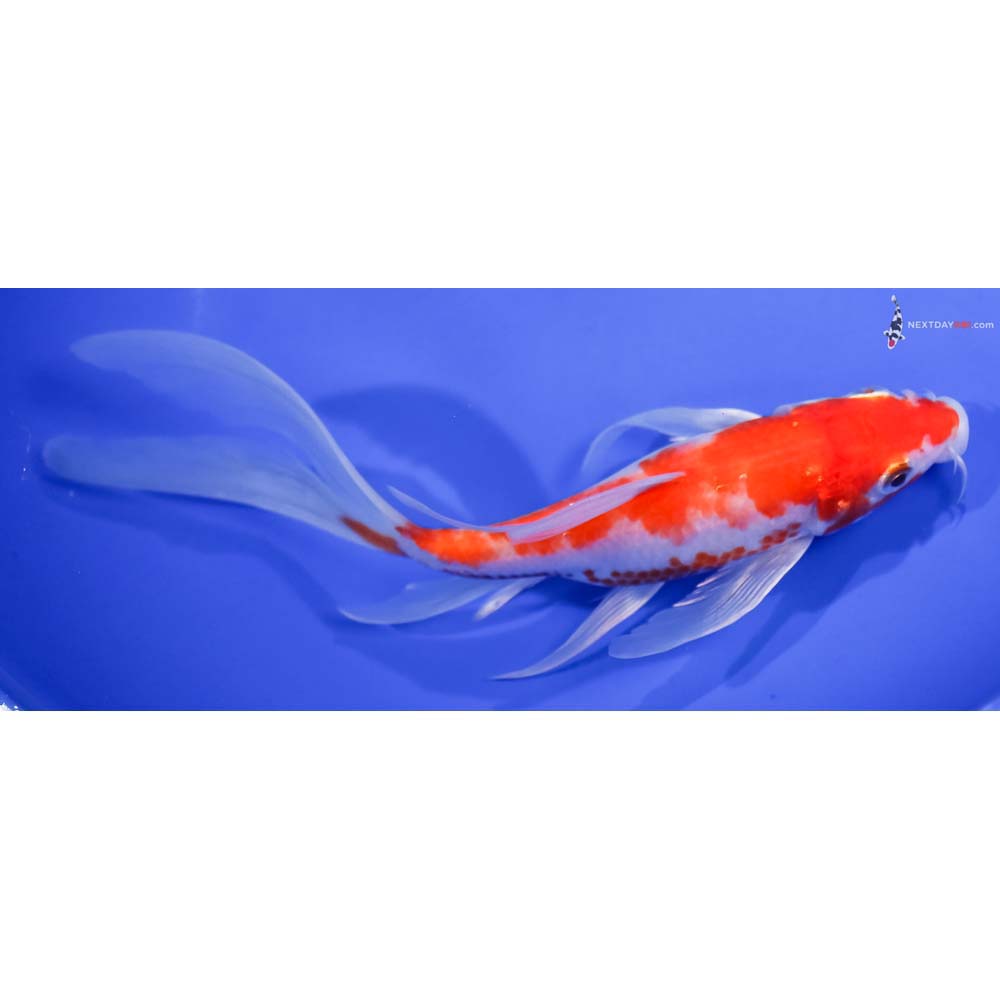 7.5” Imported Glass Fin Kohaku Butterfly Koi