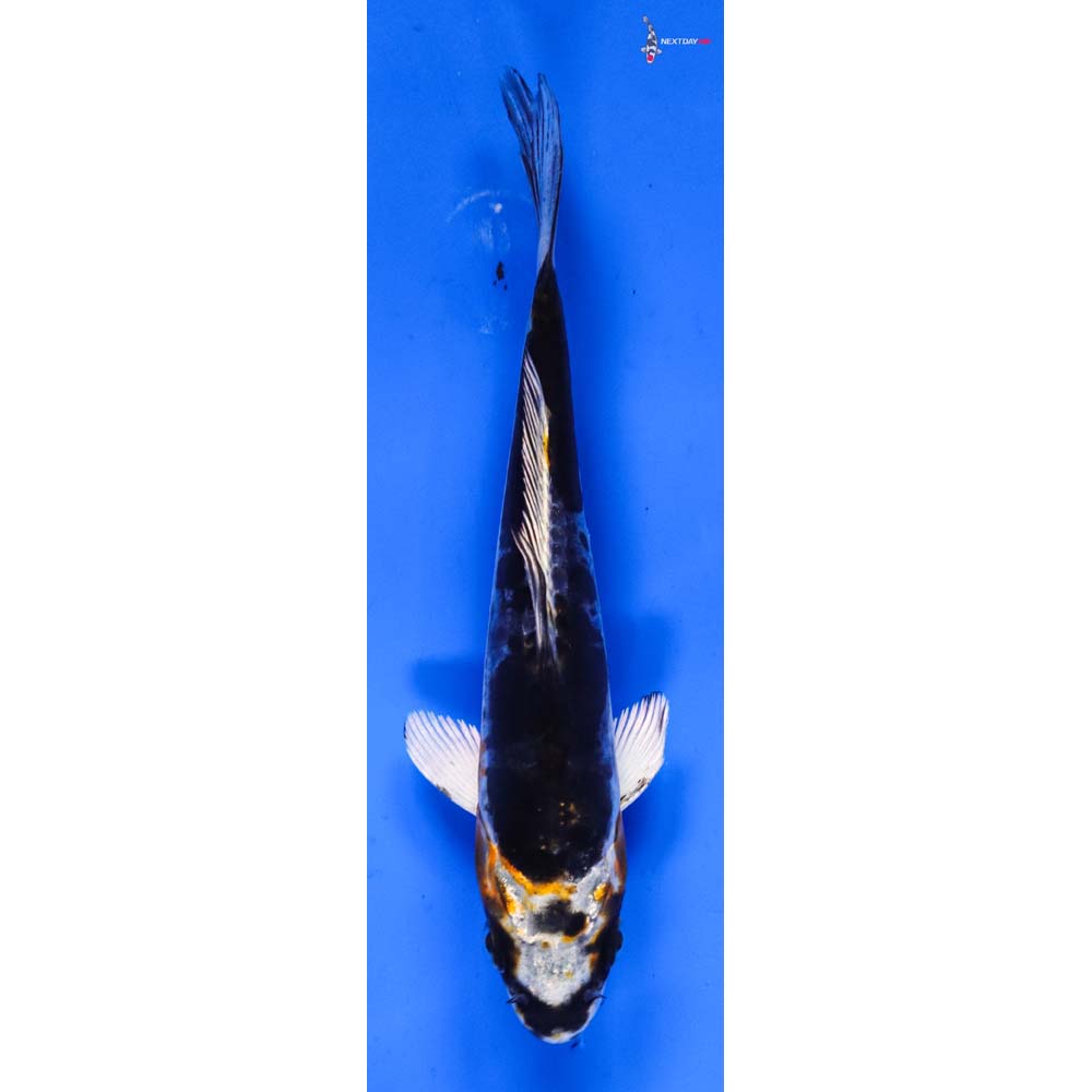 5” Imported Kin Kikokuryu