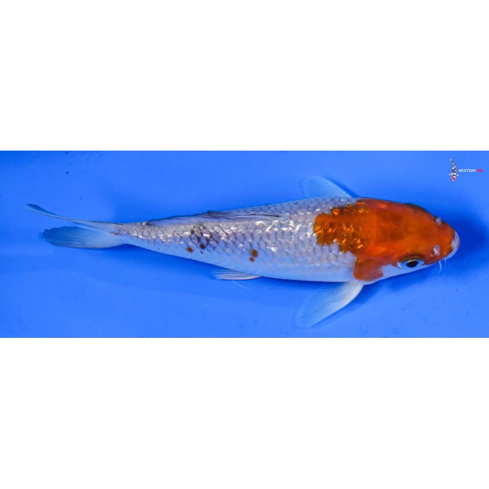 5” Imported Gin Rin Ochiba Shigure