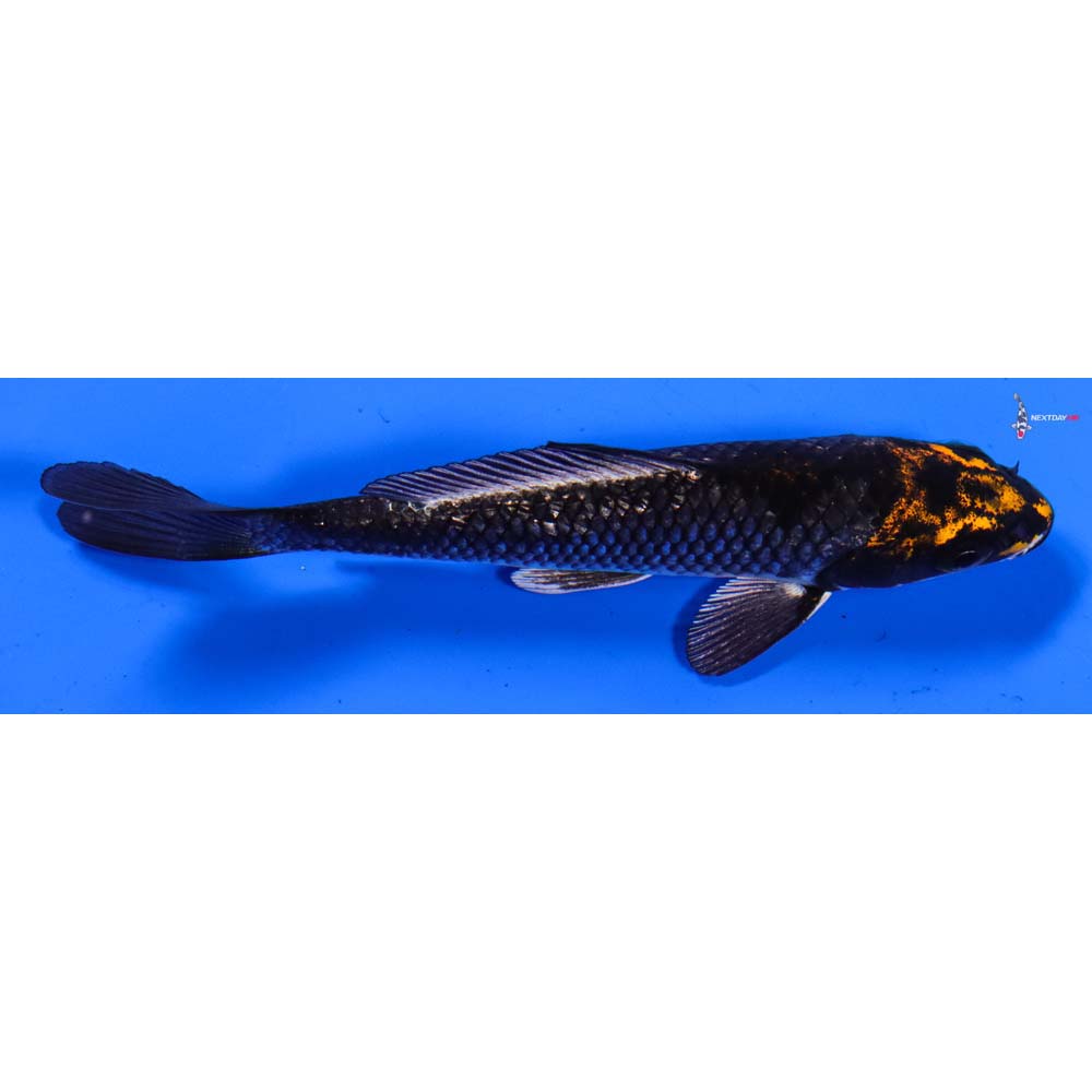 5” Imported Gin Rin Kujaku