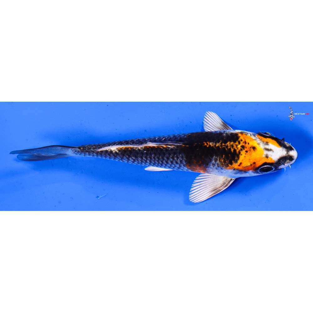 5” Imported Kujaku