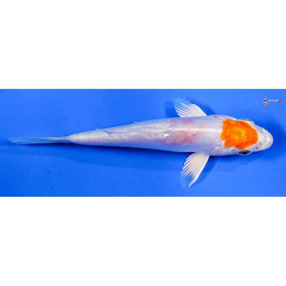 5.5” Imported Kikusui