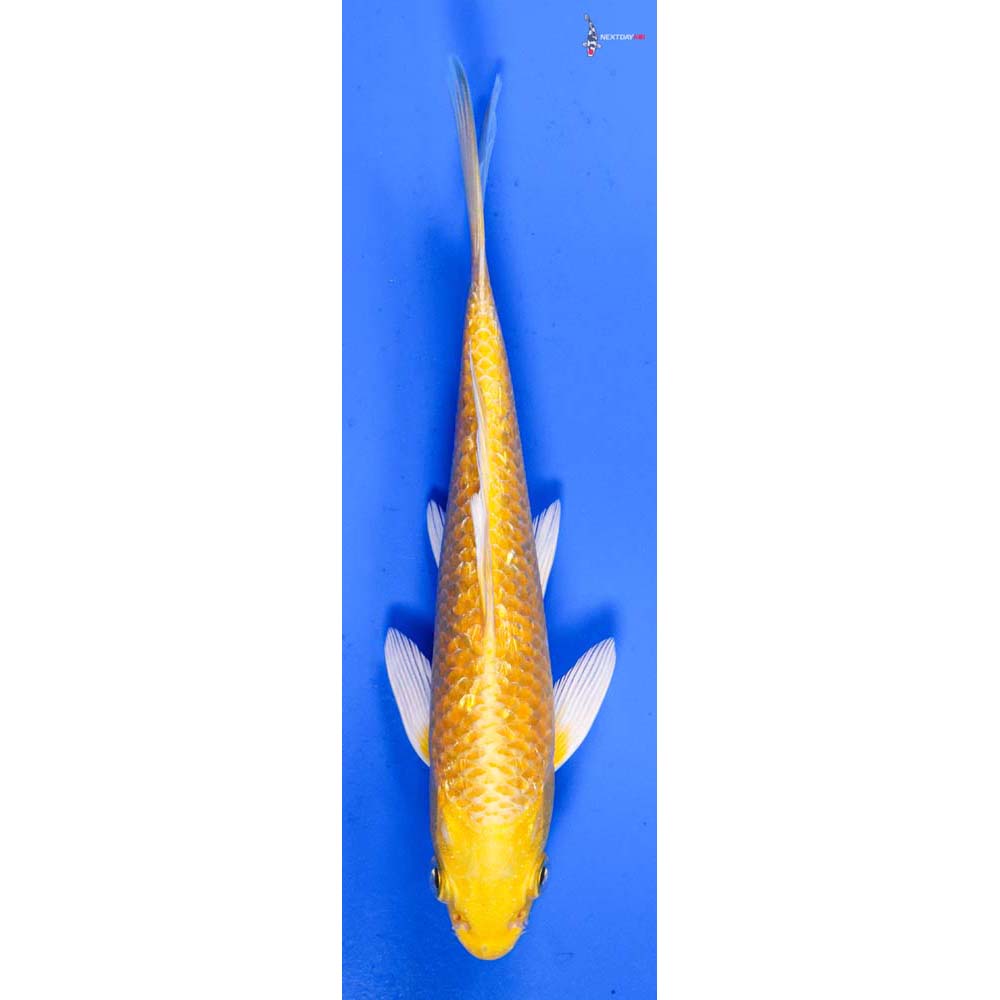 6” Imported Gin Rin Yamabuki Ogon