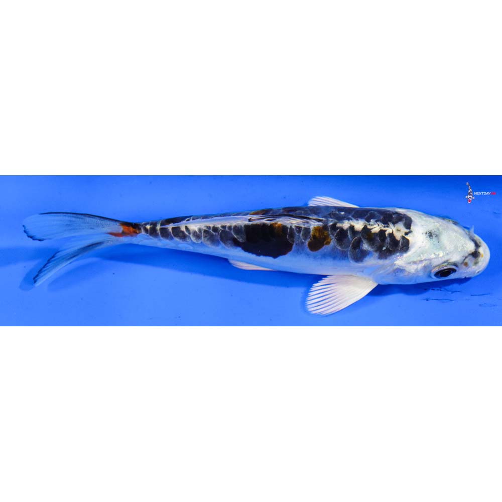 5” Imported Doitsu Kujaku