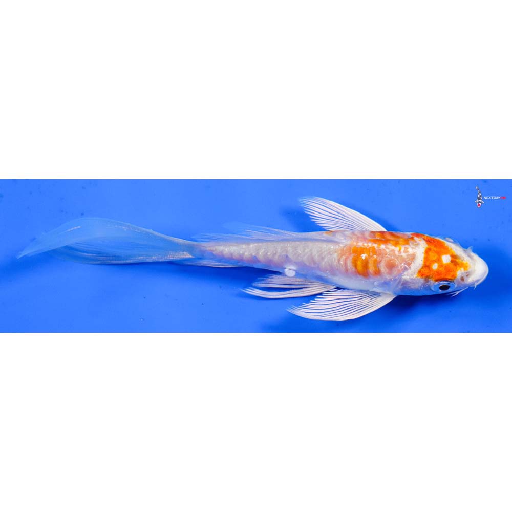 4.5” Imported Kikusui Butterfly Koi