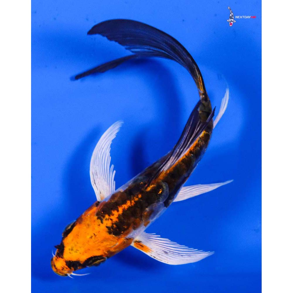 4.5” Imported Doitsu Kujaku Butterfly Koi