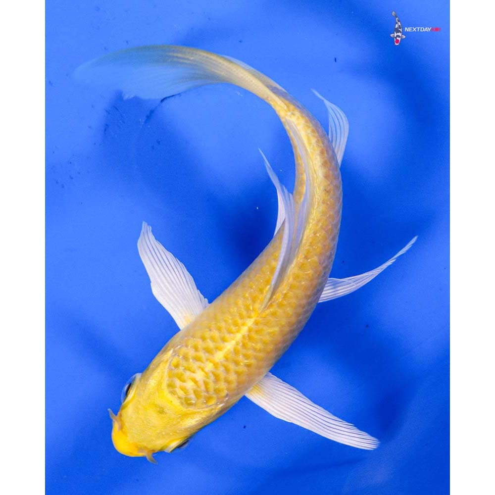 4.5” Imported Yamabuki Ogon Butterfly Koi