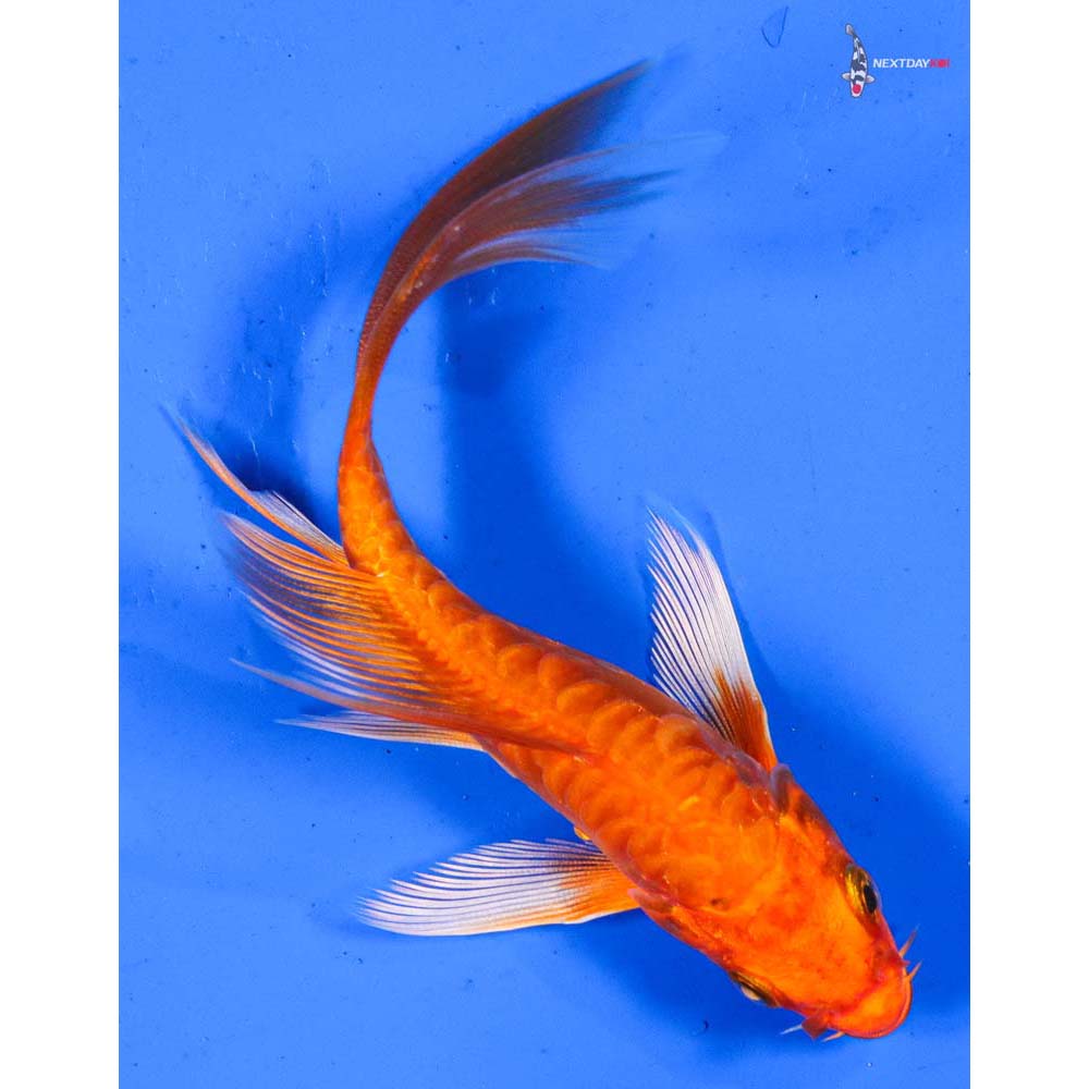 5” Imported Doitsu Orenji Ogon Butterfly Koi