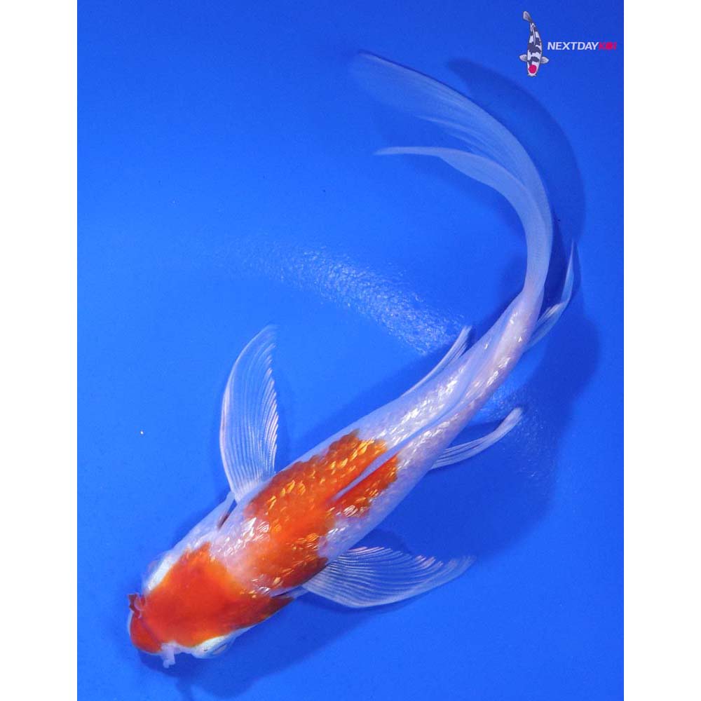 5.5” Imported Gin Rin Hariwake Butterfly Koi