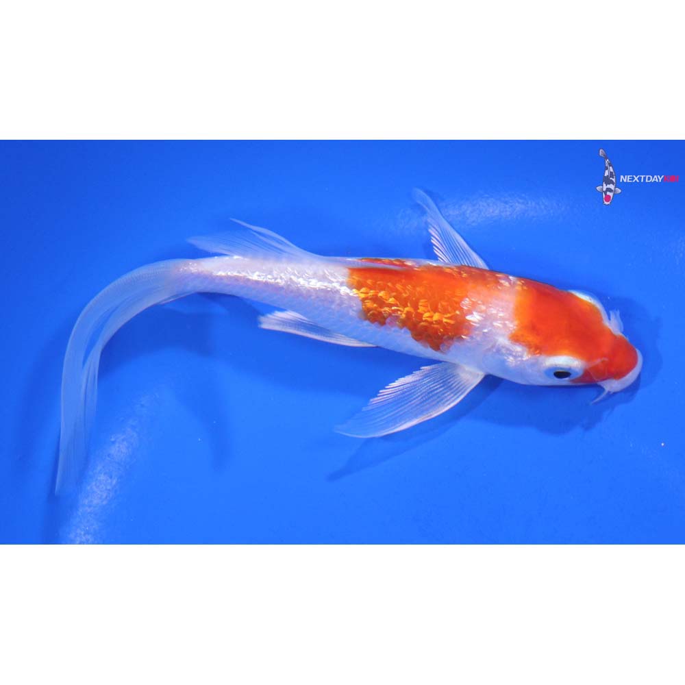 5.5” Imported Gin Rin Hariwake Butterfly Koi