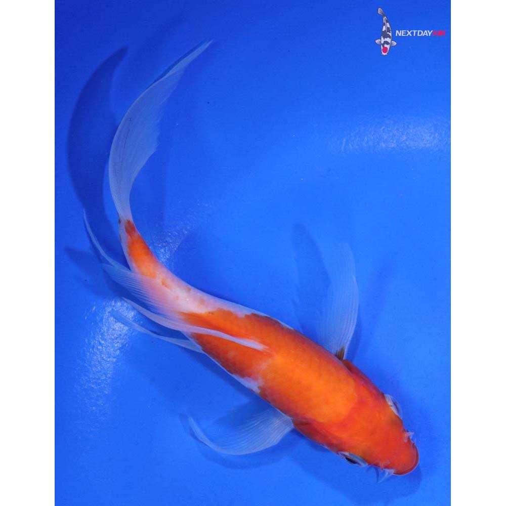 5.5” Imported Kohaku Butterfly Koi