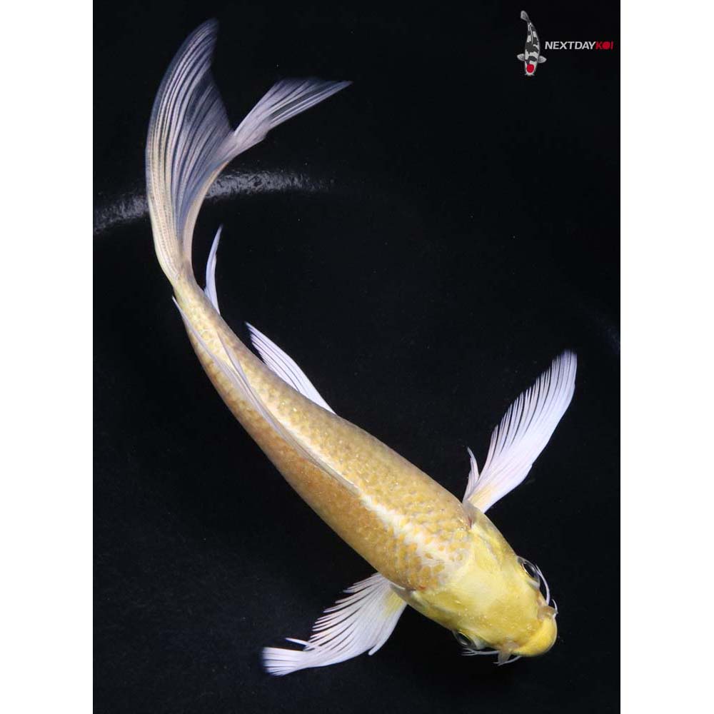 5.5” Imported Yamabuki Ogon Butterfly Koi