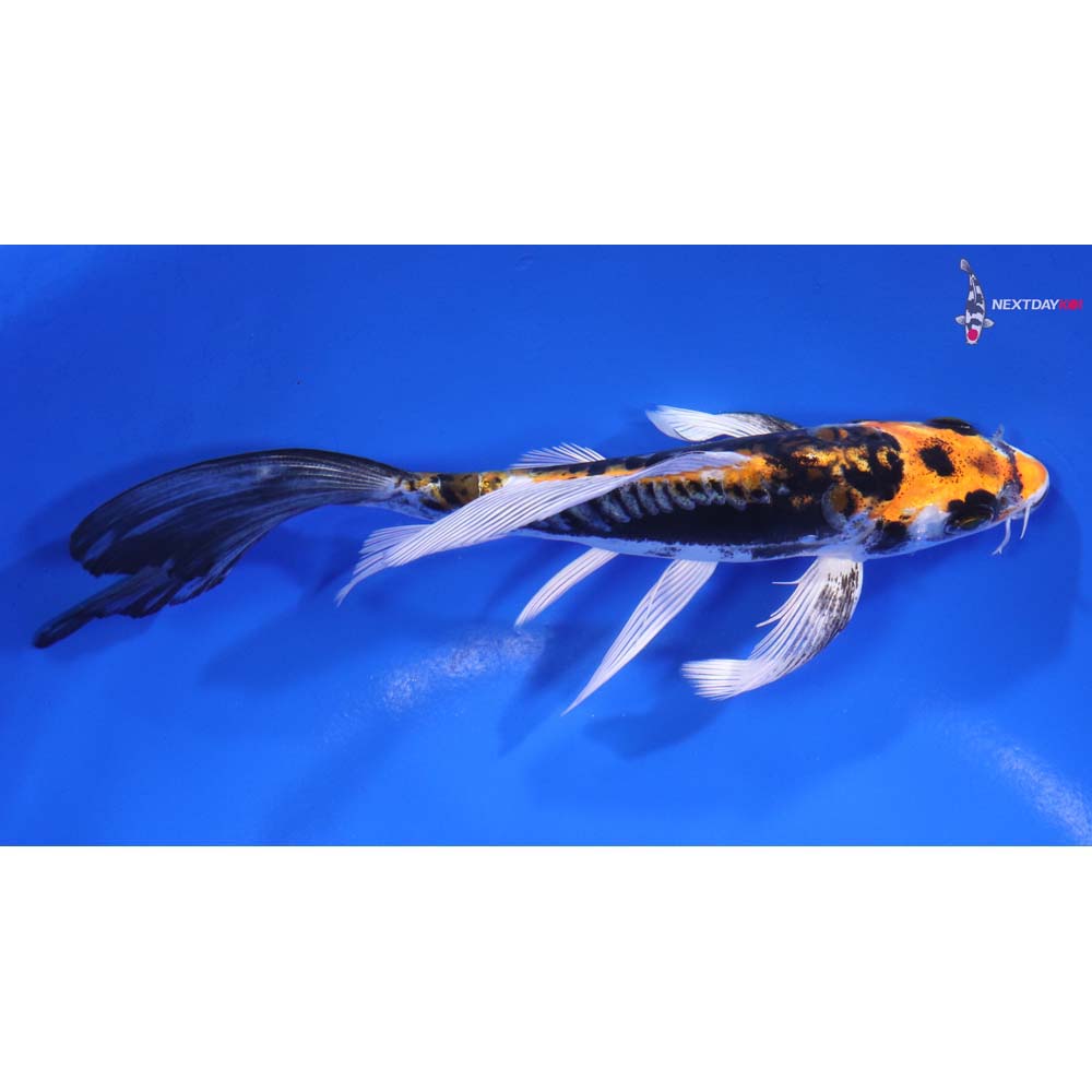 6” Imported Kin Kikokuryu Butterfly Koi
