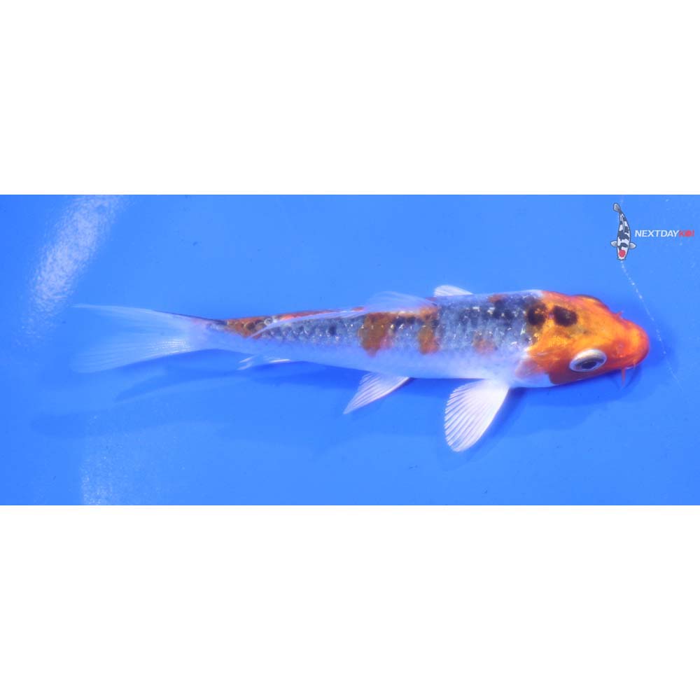 4” Imported Kujaku