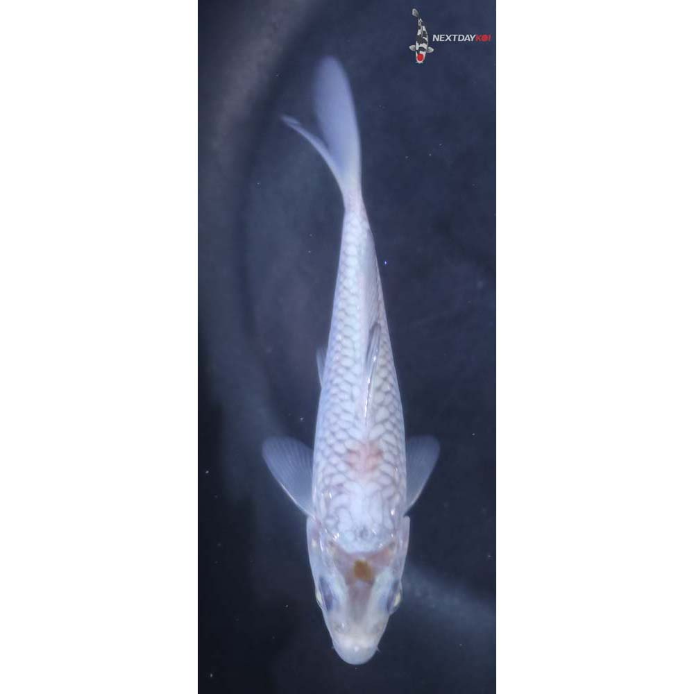 4” Imported Armor Scaled Ochiba Shigure