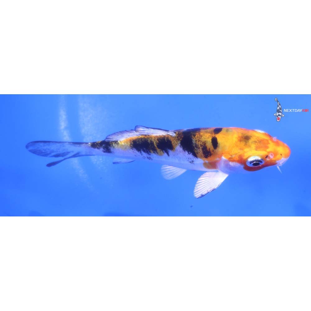 4” Imported Heisei Nishiki