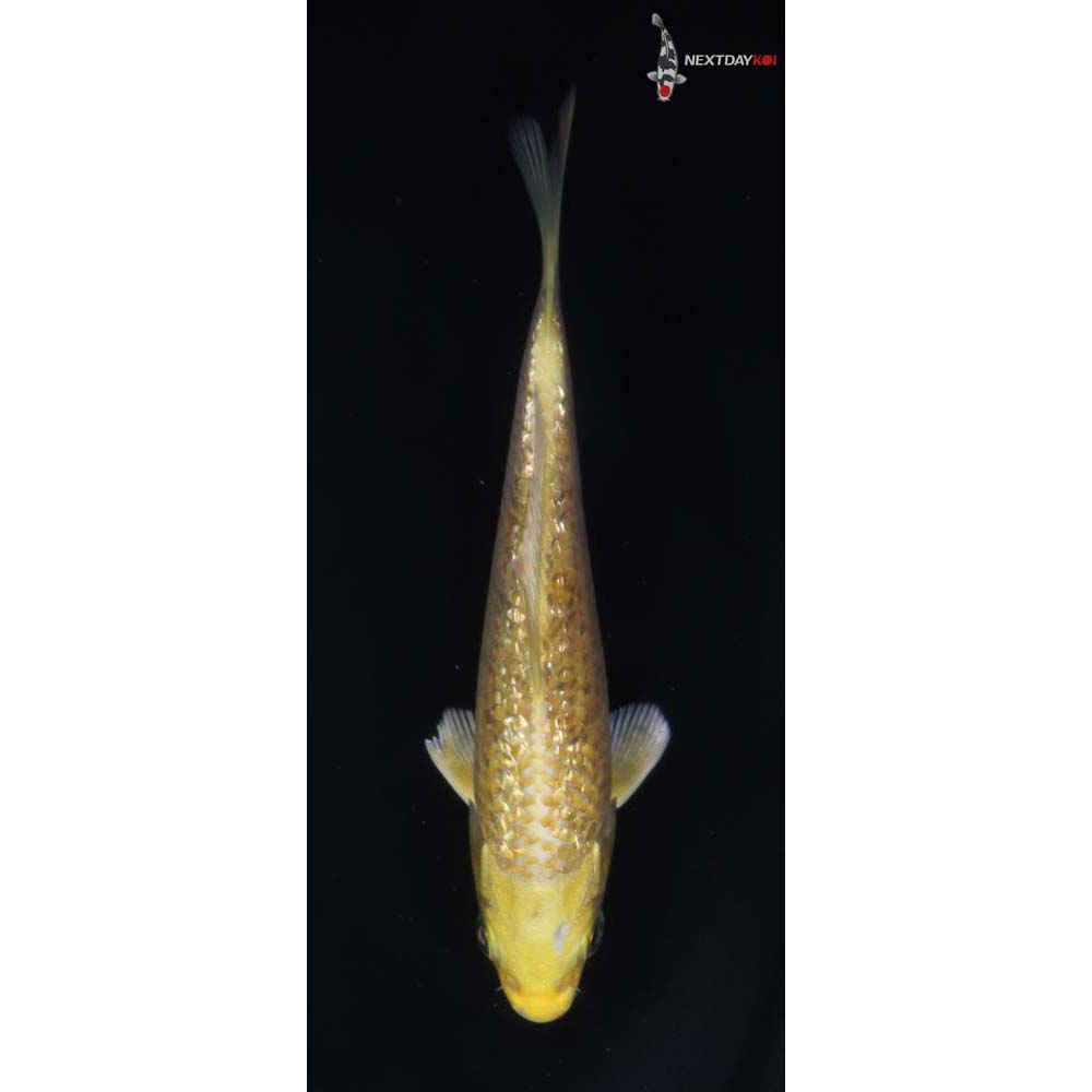 4.5” Imported Gin Rin Yamabuki Ogon