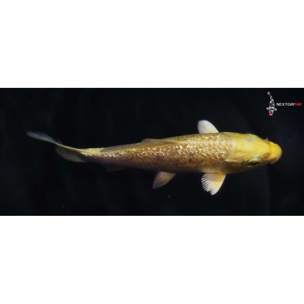 4.5” Imported Gin Rin Yamabuki Ogon