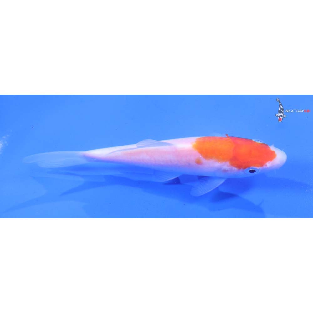 4.5” Imported Kohaku