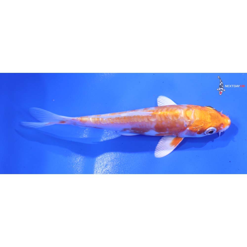 4.5” Imported Kikusui