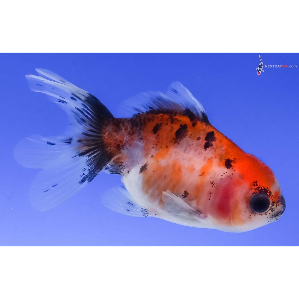 3” Imported Calico Oranda